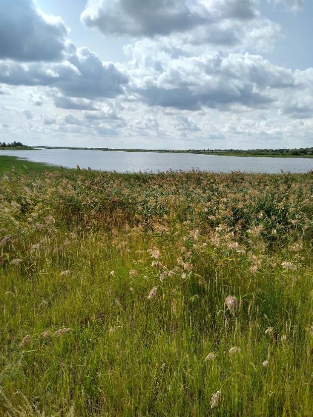 Рисунок 1 - МП-1. Заросли камыша и кустарников