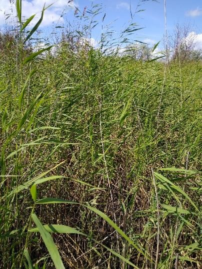 Рисунок 1 - МП-3. Заросли камыша и кустарников