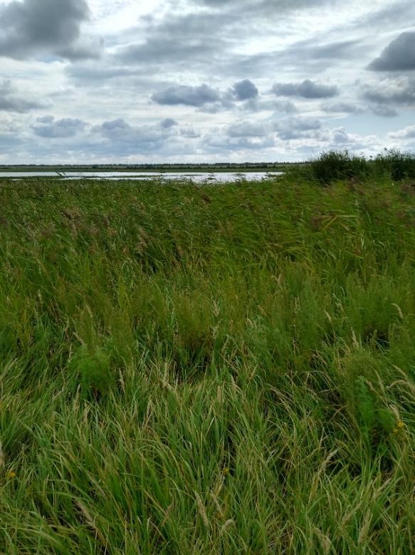 Рисунок 1 - МП-4. Заросли камыша и кустарников