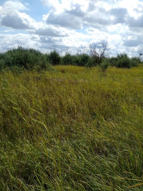 Рисунок 1 - МП-5. Пологий берег, заливные луга. Заросли камыша и кустарников