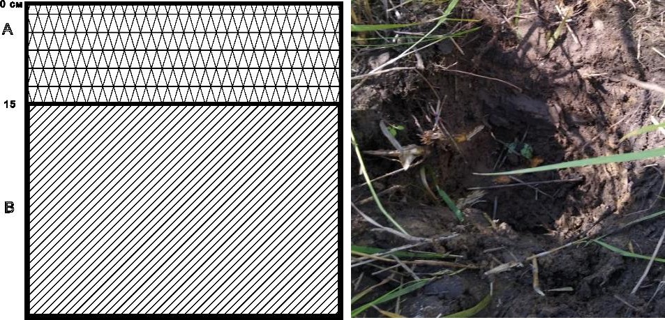 Рисунок 2 - Структура почвенного разреза