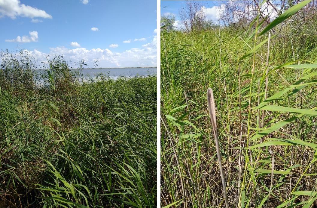 Рисунок 1 - МП-6 (3_08). Низкий берег, заросший тростником