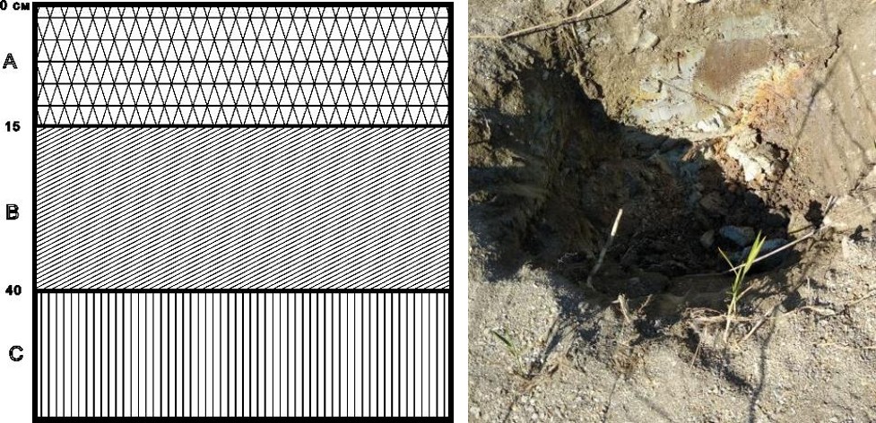 Рисунок 2 - Структура почвенного разреза