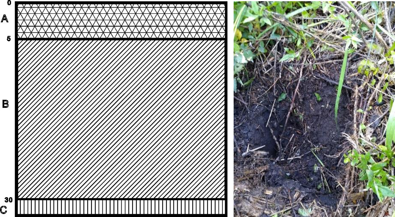 Рисунок 2 - Структура почвенного слоя