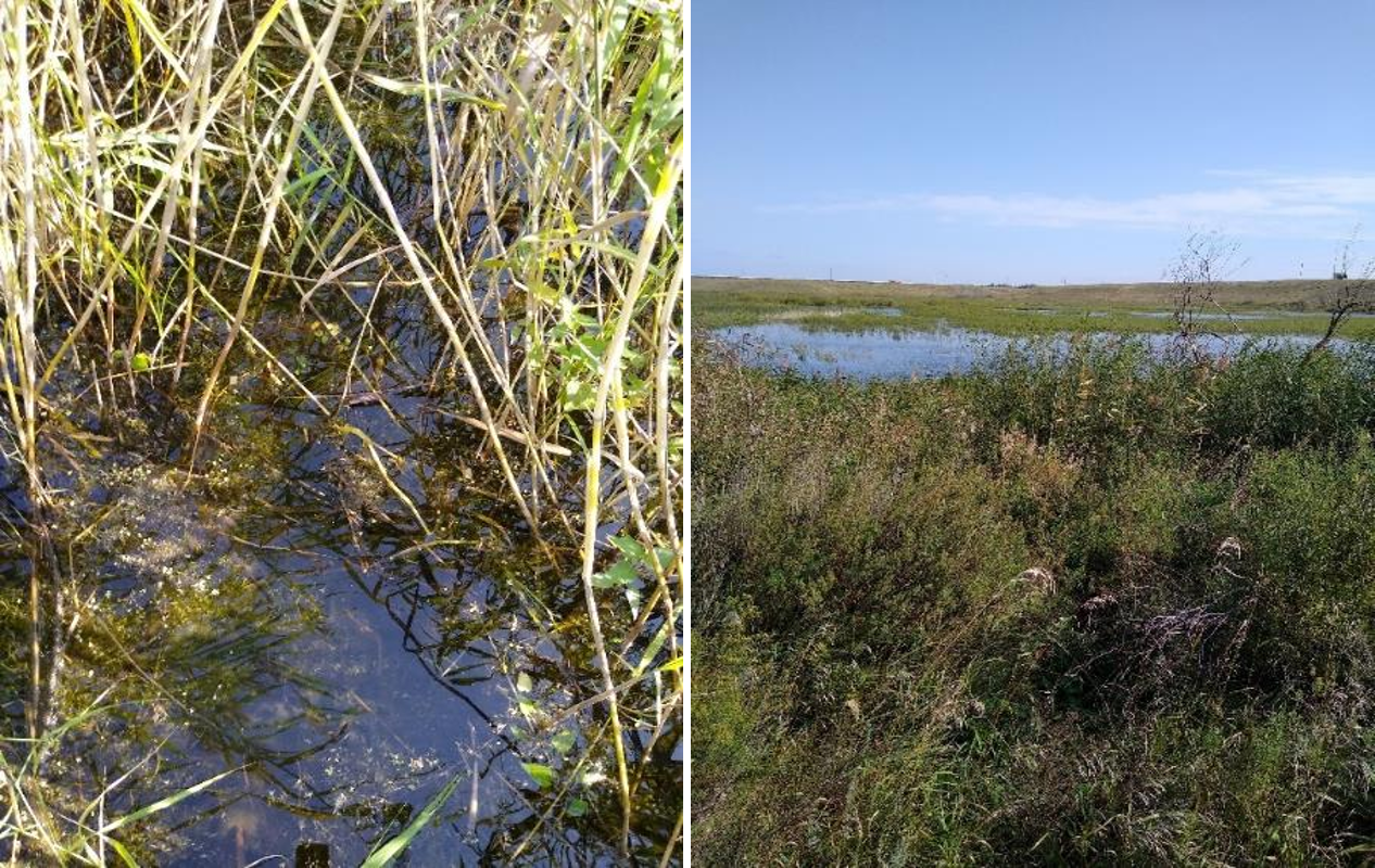 Рисунок 1 - МП-1 (14-08). Антропогенно измененный луг