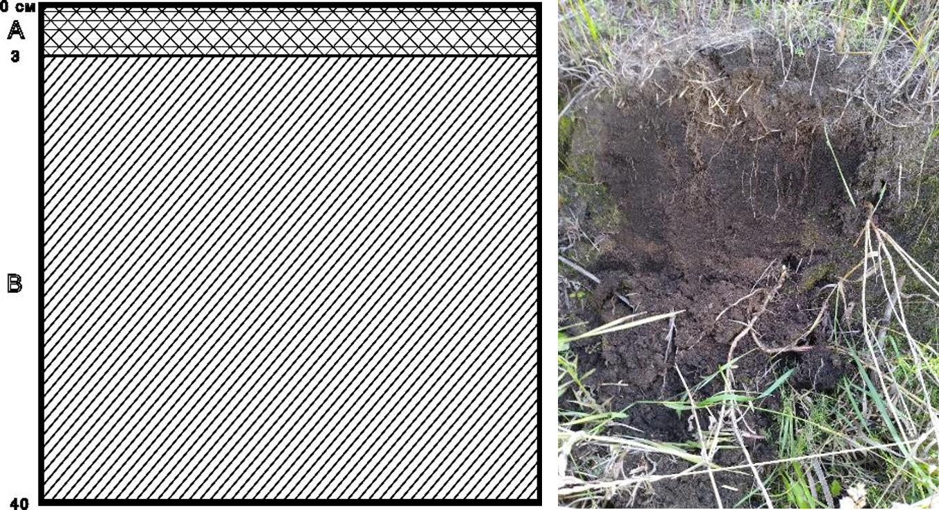 Рисунок 2 - Структура почвенного слоя