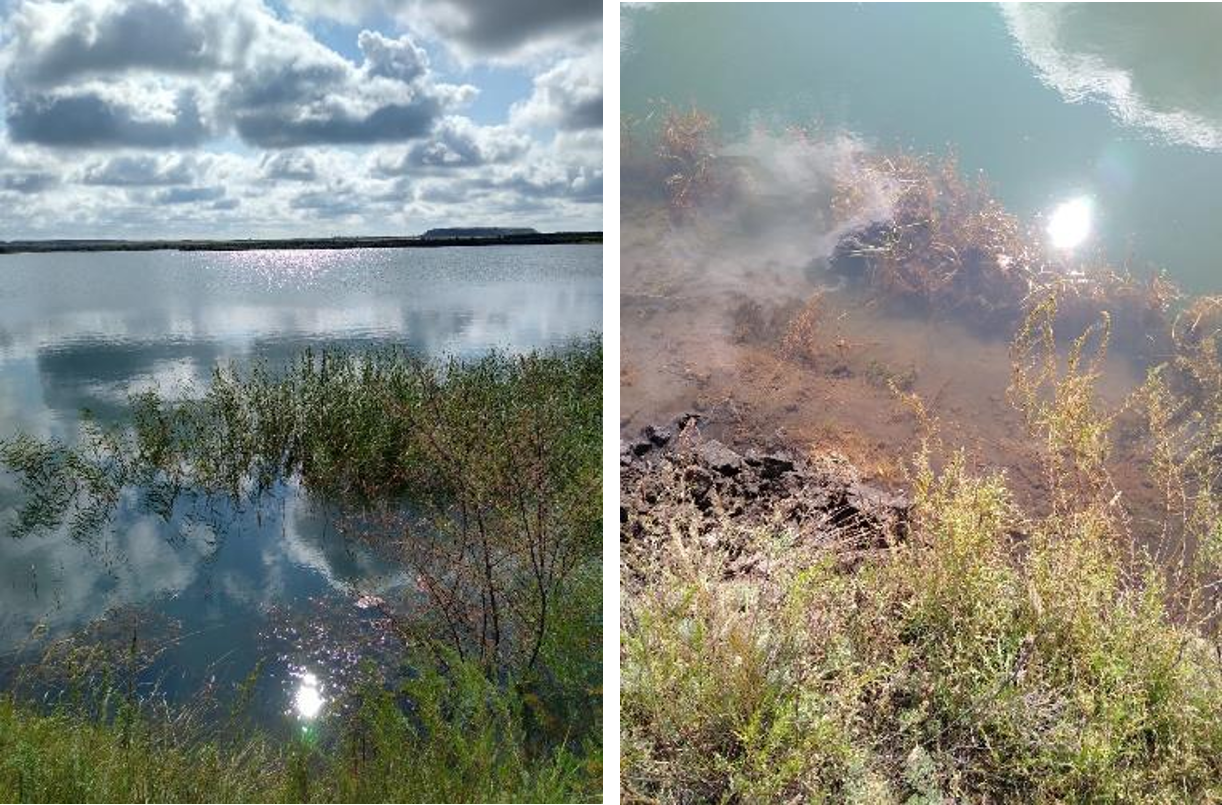 Рисунок 1 - МП-11 (26-08). Антропогенно измененный луг  (Potamogeton perfoliatus)