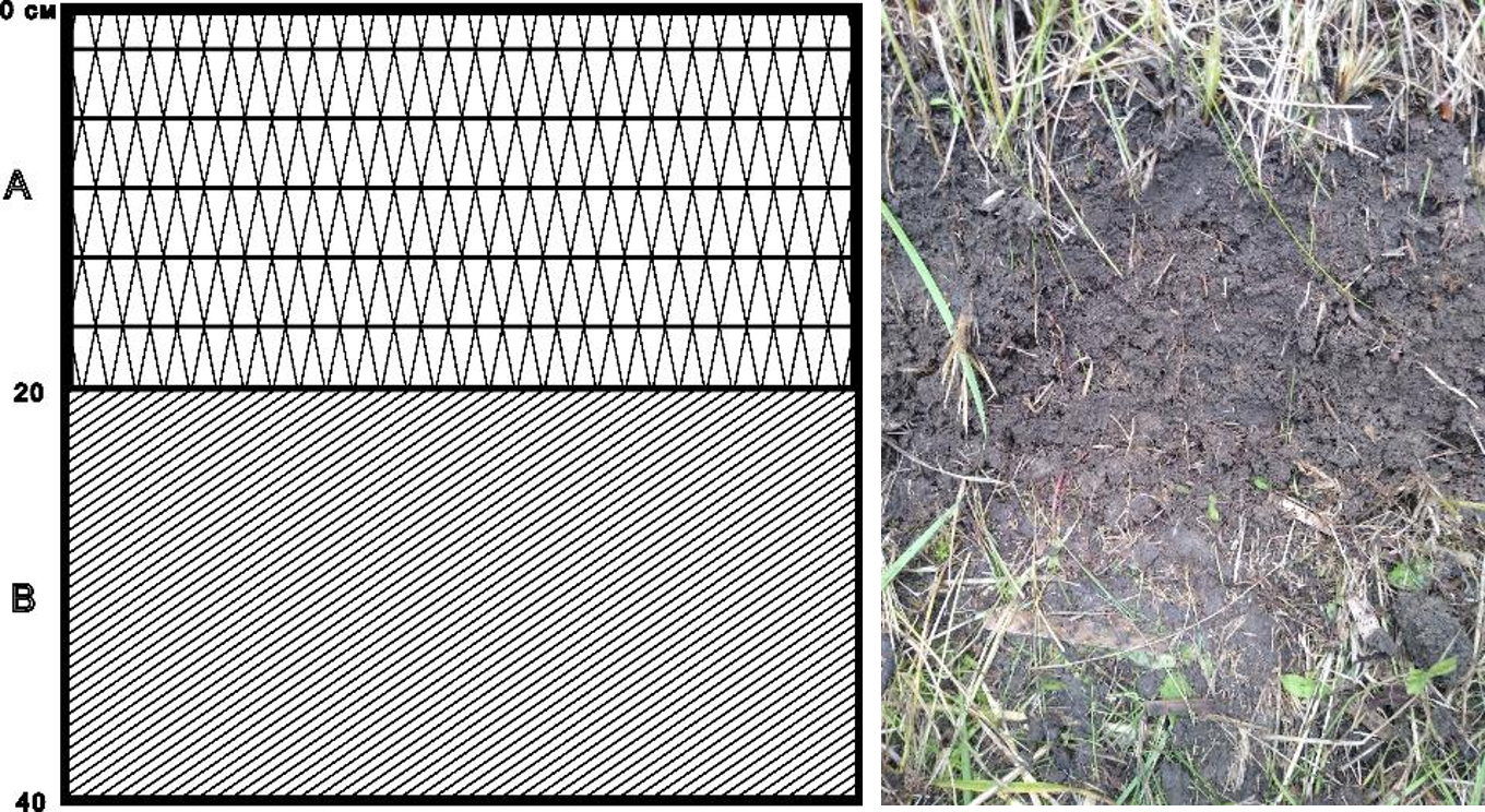 Рисунок 2 - Структура почвенного слоя