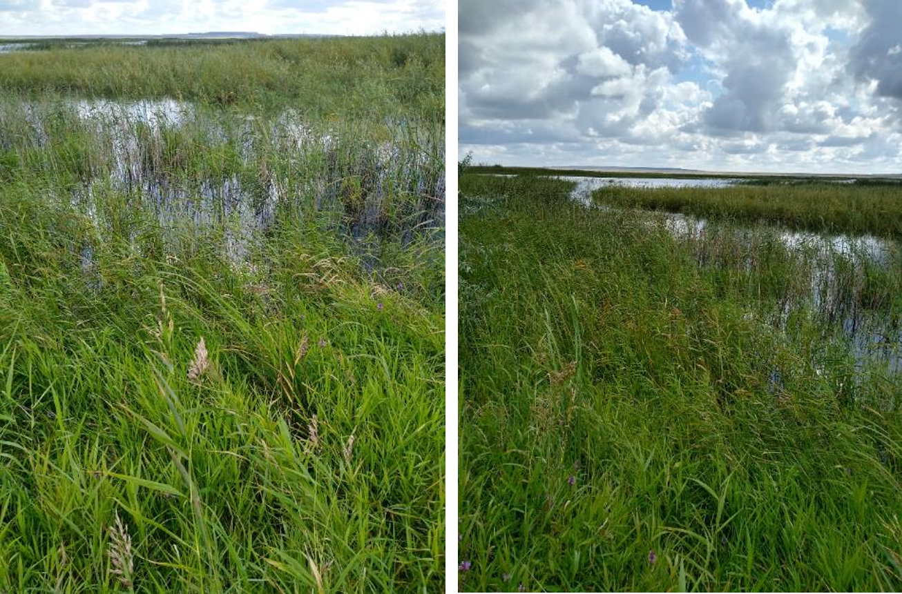 Рисунок 1 - МП-12 (27-08). Мелкий залив, поросший тростников, закустаренная степь