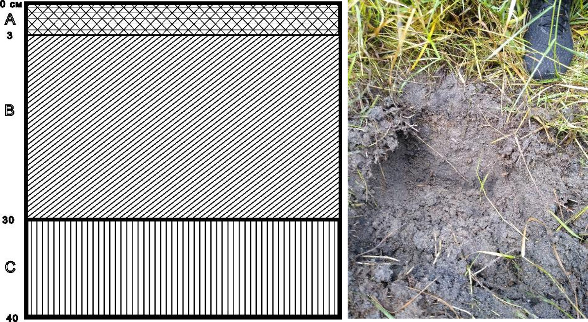 Рисунок 2 - Структура почвенного слоя