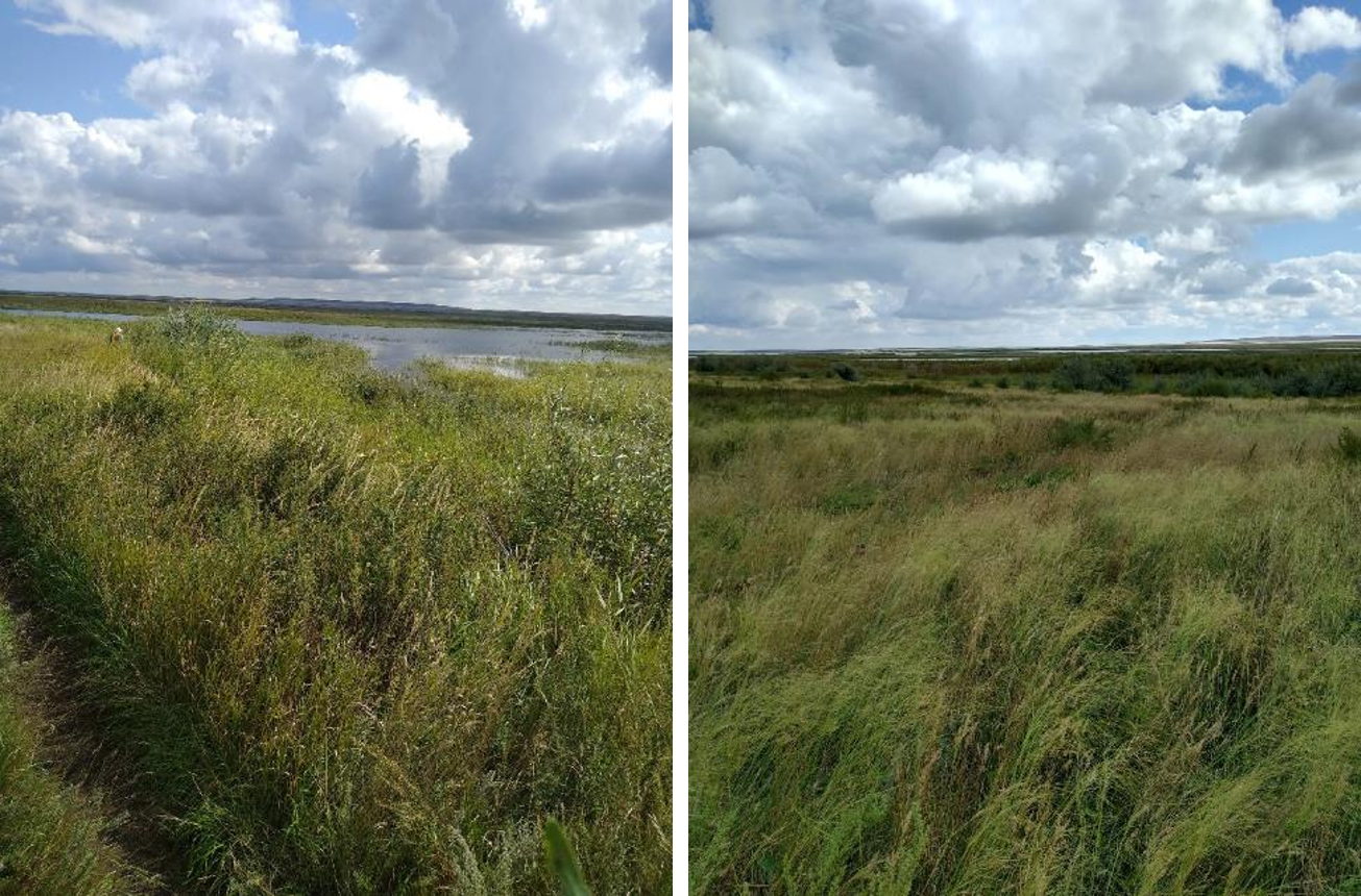 Рисунок 1 - МП-13 (28-08). Тростниковые заросли, переходящие в луг