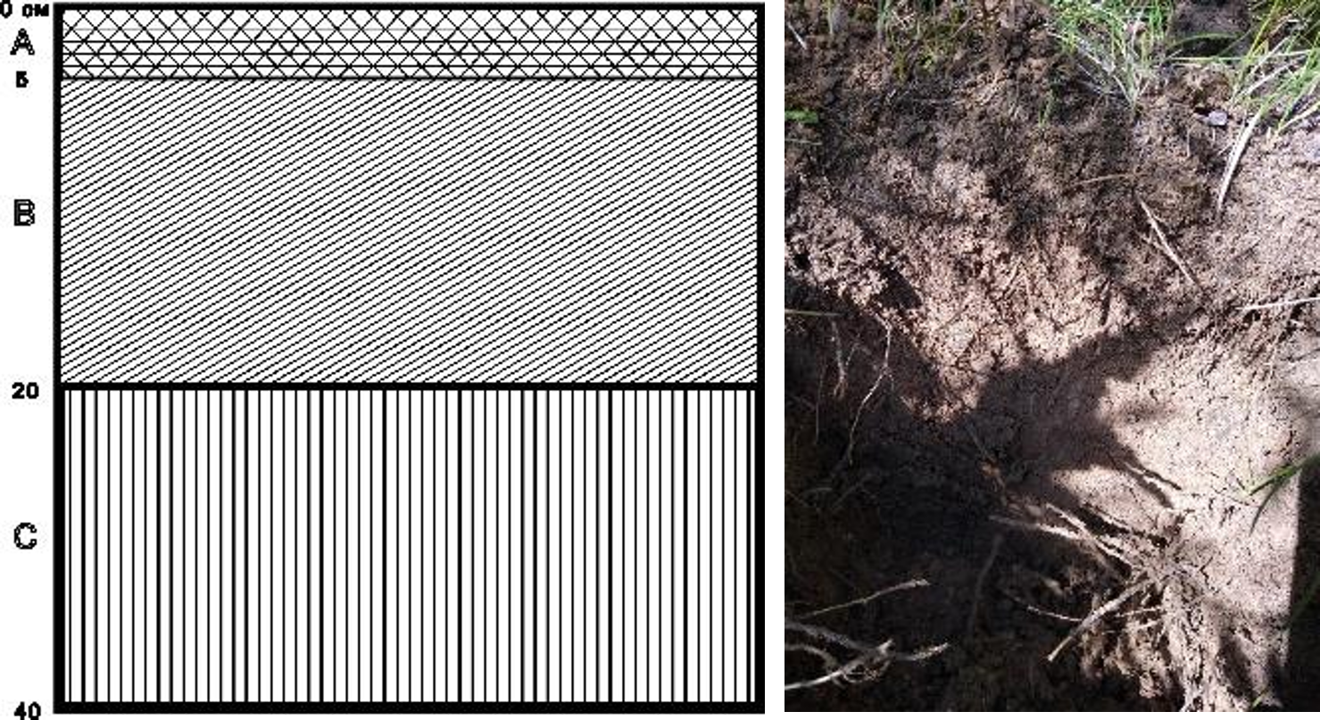 Рисунок 2 - Структура почвенного слоя