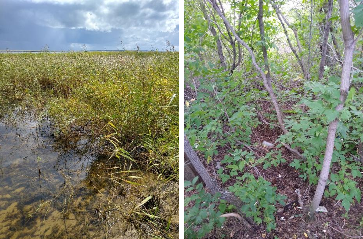 Рисунок 1 - МП-14 (30-08). Заросли тростника, упирающегося в лесополосу