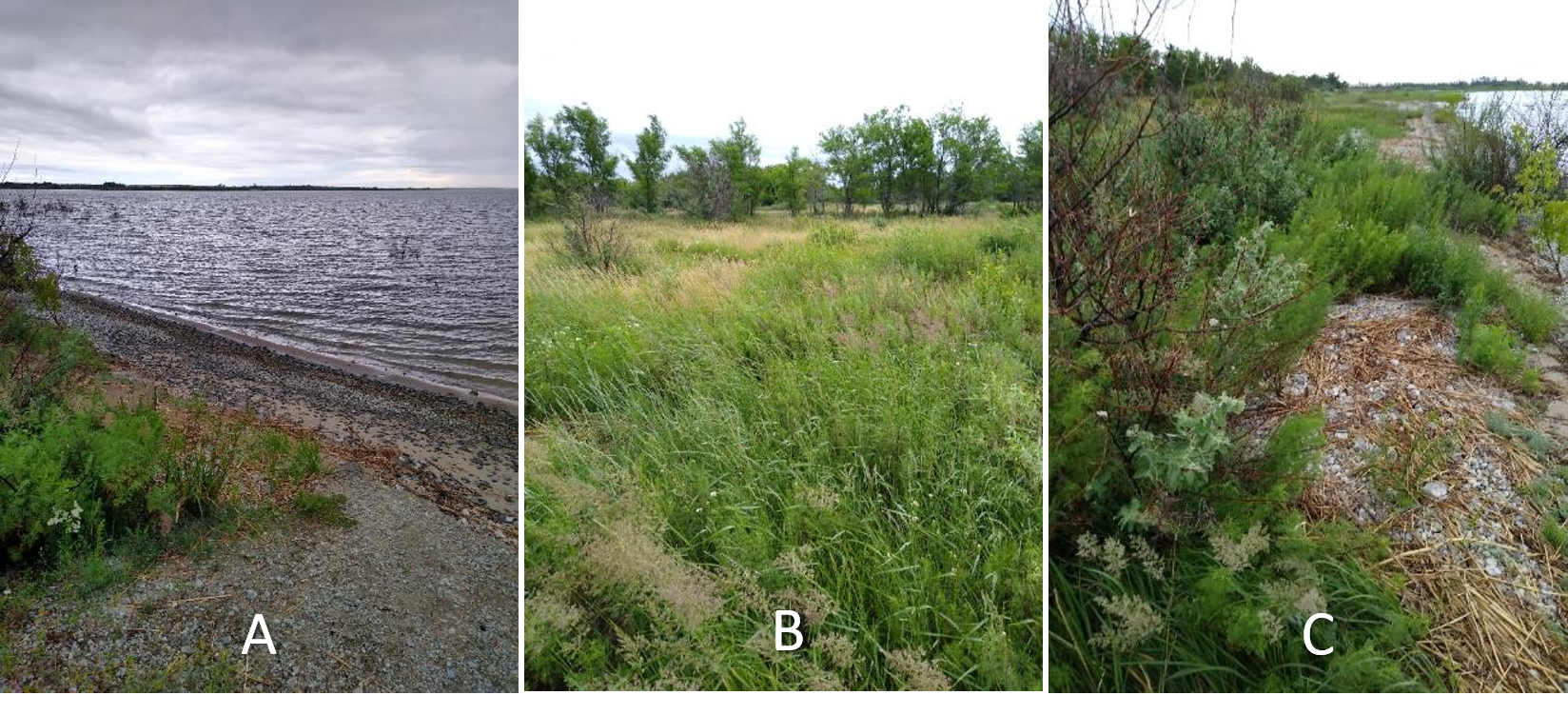 Рисунок 1 - МП-15. Окр. пос. Береговое