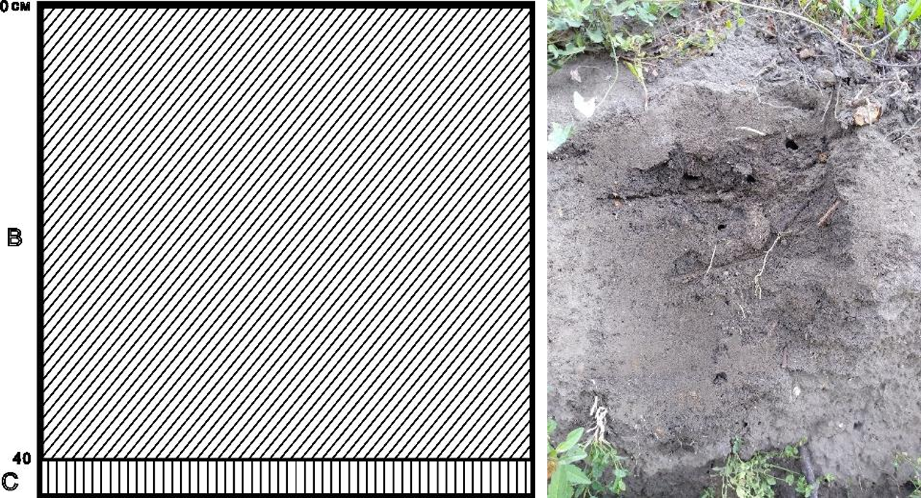 Рисунок 1 - Антропогенно-измененная растительность