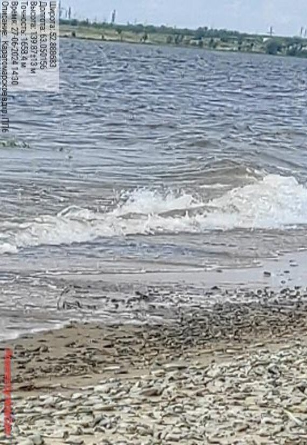 Рисунок 1 - МП-20. Окр. пос. Береговое. Окр. пос. Береговое, дикий пляж.