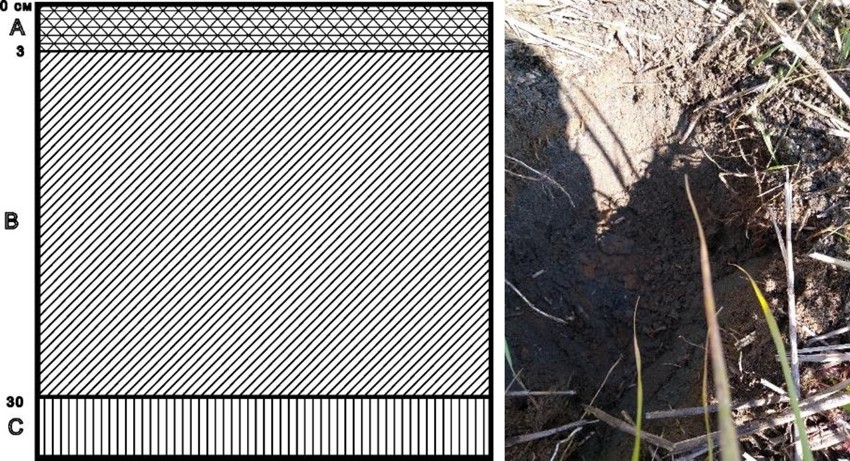 Рисунок 2 - Структура почвенного слоя