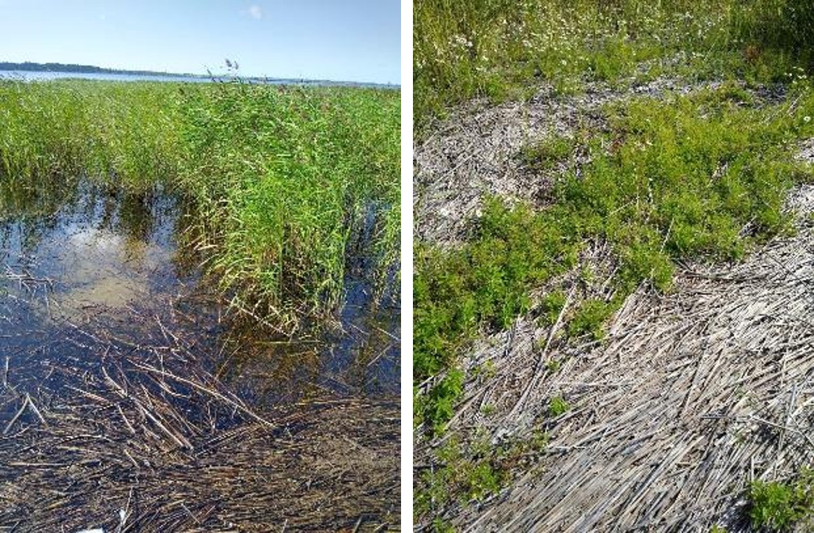 Рисунок 1 - Заросли тростника и формирование сублиторадьной зоны