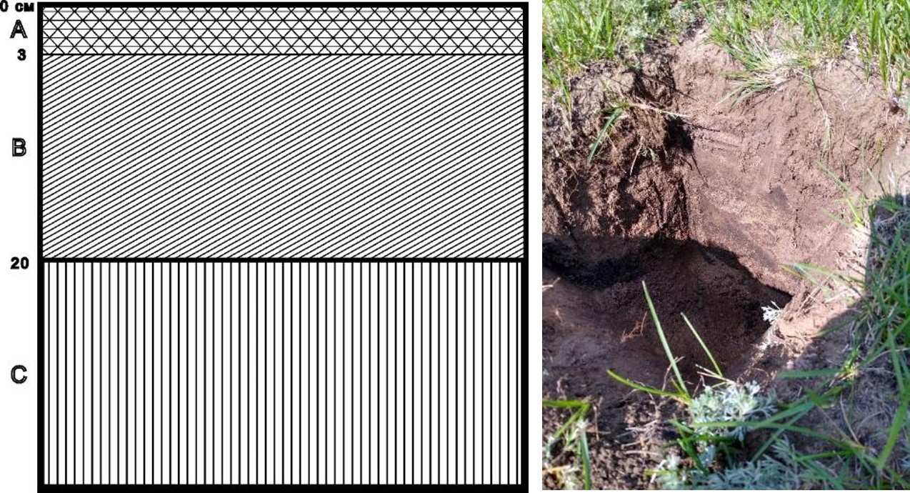 Рисунок 2 - Структура почвенного слоя