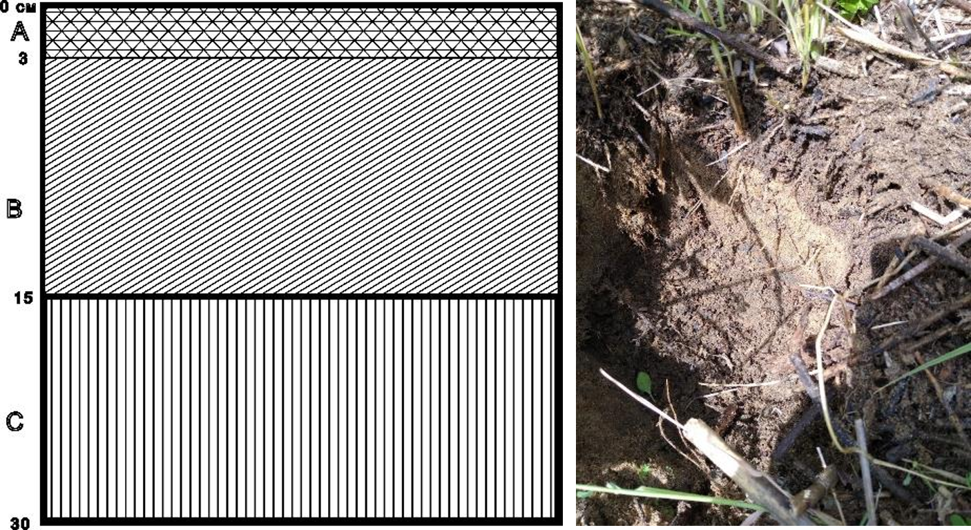 Рисунок 2 - Структура почвенного слоя