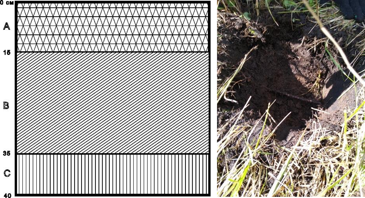 Рисунок 2 - Структура почвенного слоя