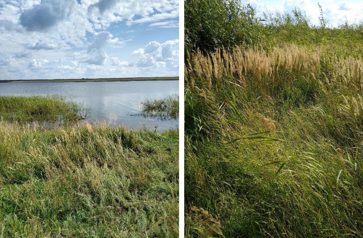 Рисунок 1 - МП-4 (19-08). Солонцеватые луга