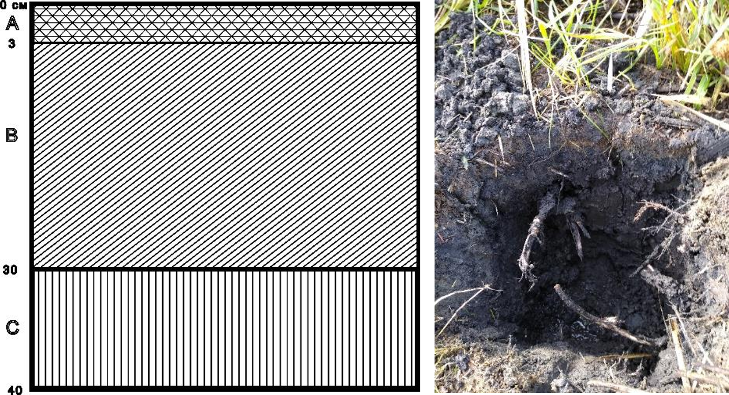 Рисунок 2 - Структура почвенного слоя