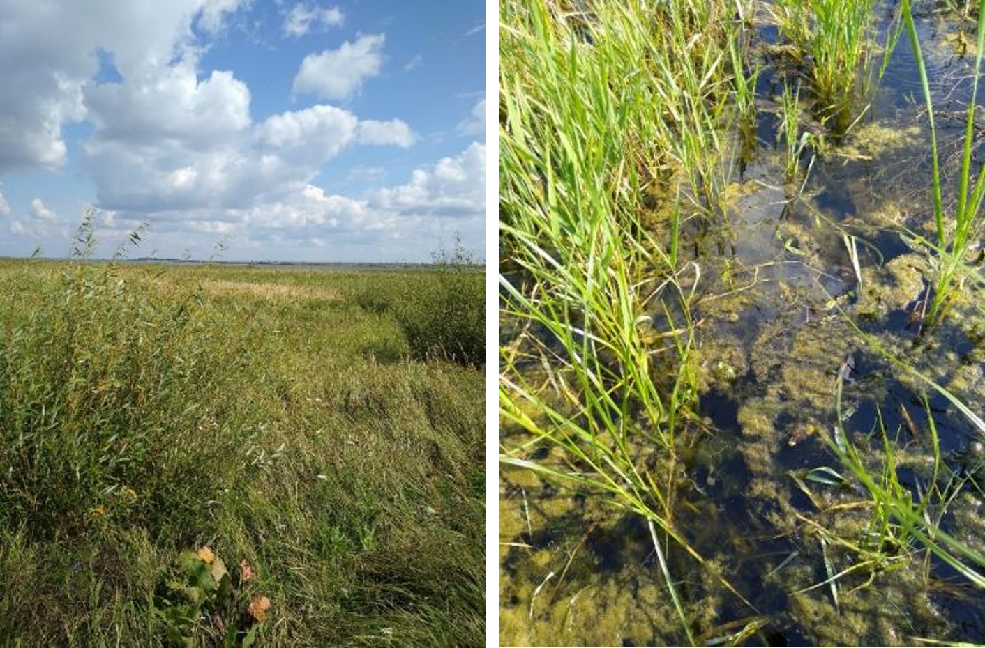Рисунок 1 - МП-5 (20-08). Заросли камыша, переходящие в суходольный луг.