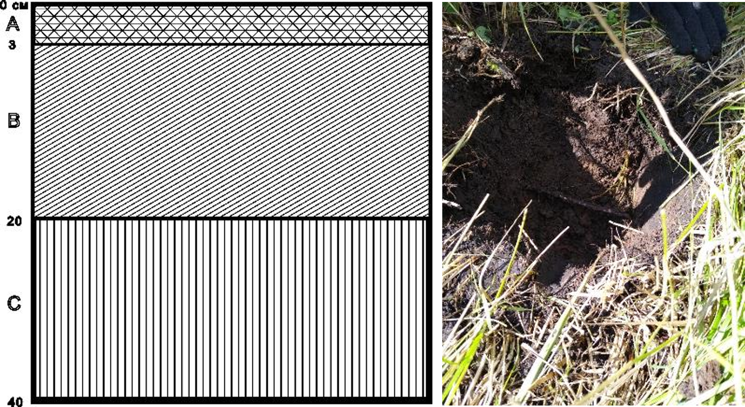 Рисунок 2 - Структура почвенного слоя