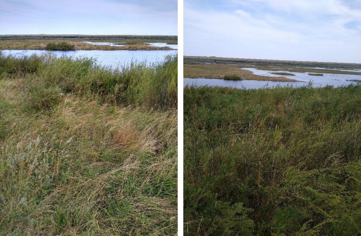 Рисунок 1 - МП-6 (21-08). Заросли ивняка, мезофитный луг