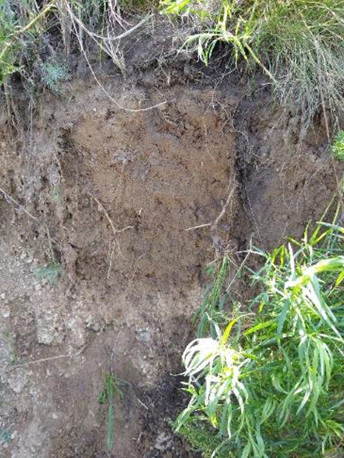 Рисунок 2 - Структура почвенного слоя