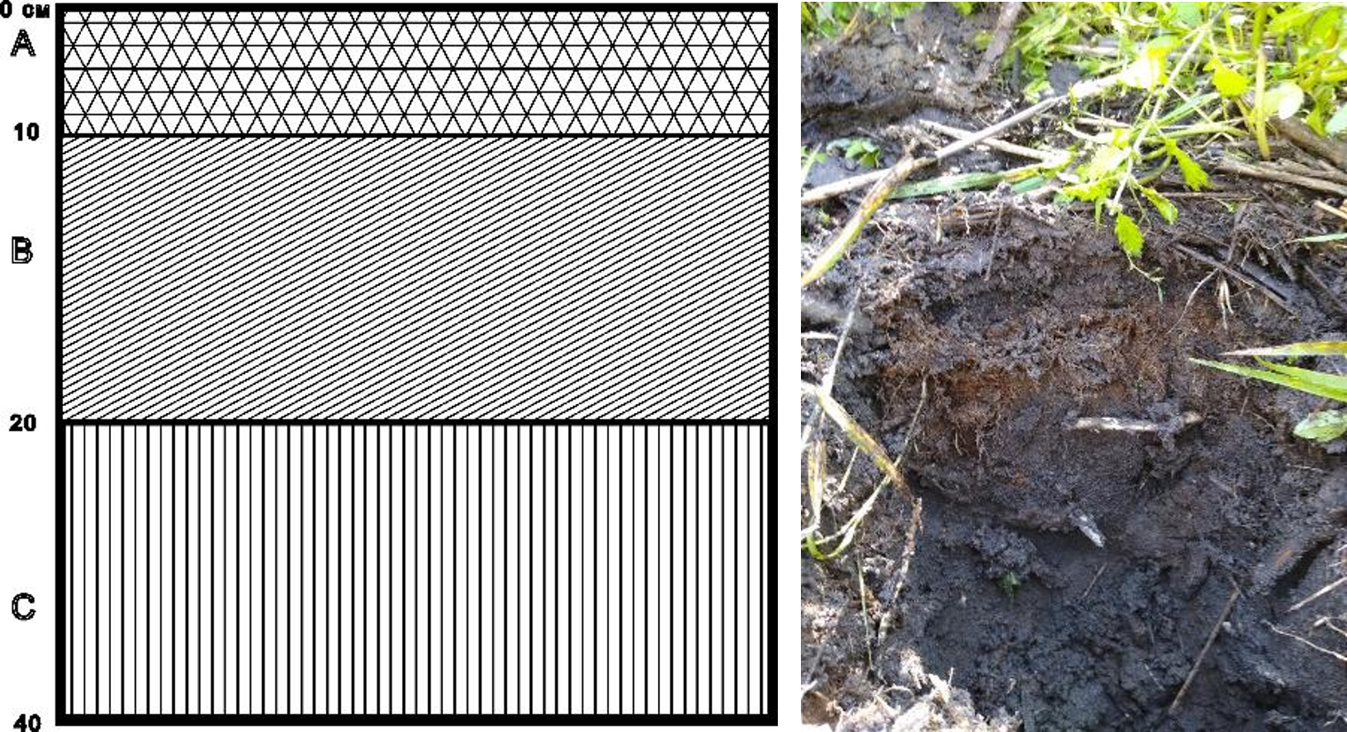 Рисунок 2 - Структура почвенного слоя