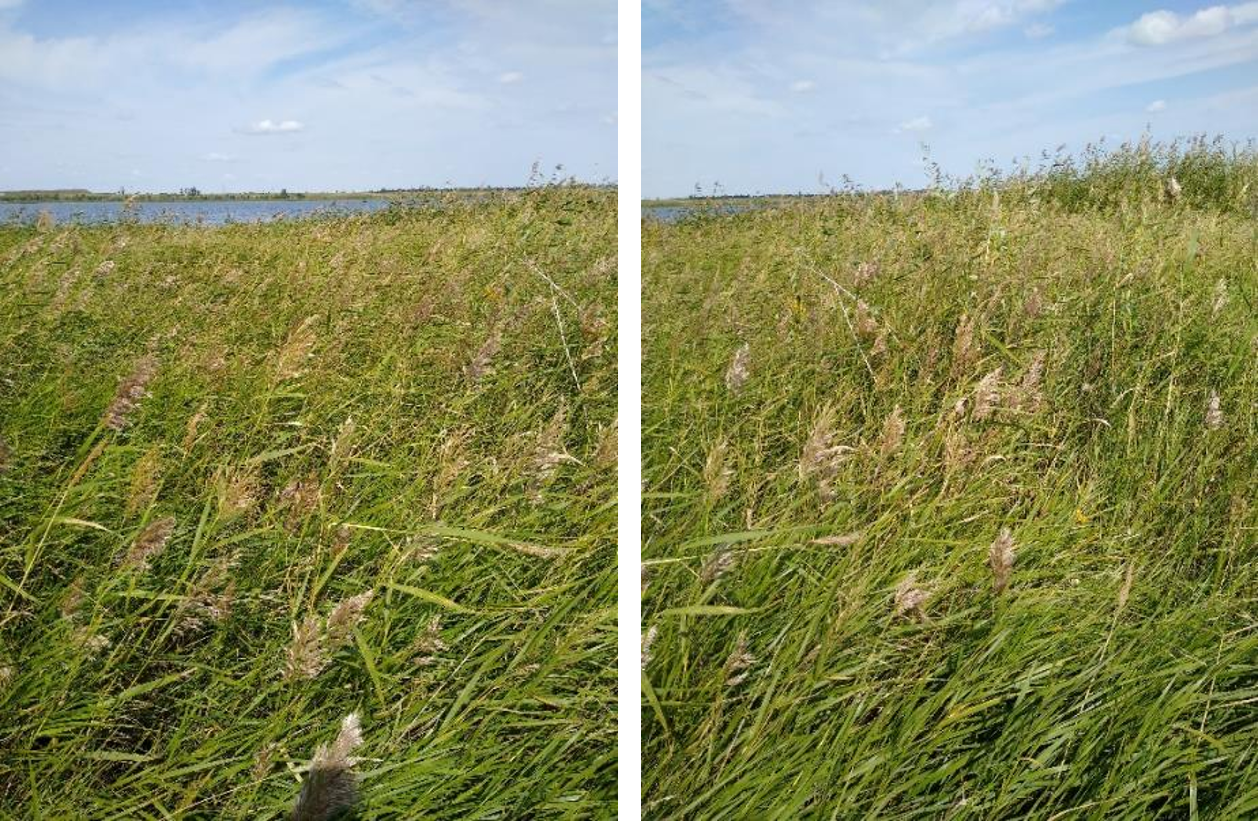 Рисунок 1 - МП-8 (23-08). Заросли камыша