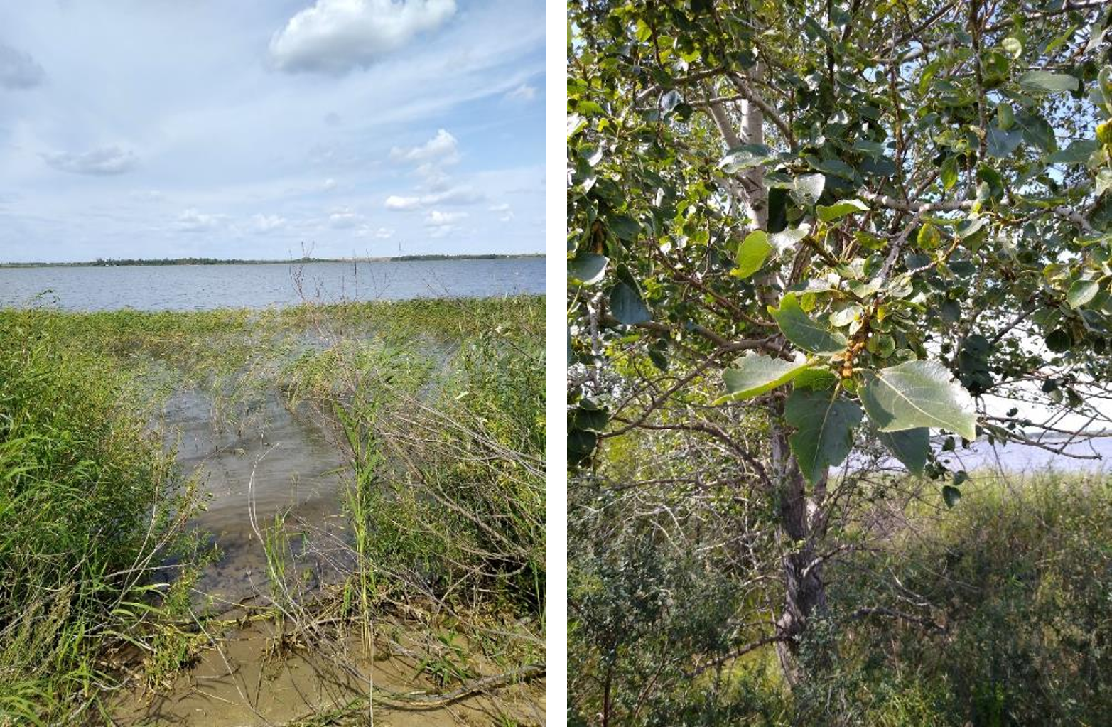 Рисунок 1 - МП-9 (24-08). Заросли камыша, лесополоса (Populus sp.)